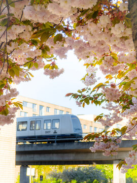 Copenhagen, Denmark &ndash; May 9, 2026: An automated driverless Copenhagen Metro train passes on an elevated track near Orestad, framed by blooming pink cherry blossom branches during springtime.