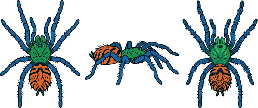Tarantula Spider Vector Illustration Set Featuring Colorful Exotic Green and Blue Arachnid with Striped Orange Abdomen for Wildlife Nature Education and Entomology Graphic DesignsTarantula Spider Vect