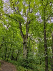 Wielkie drzewo w lesie  © WalDec
