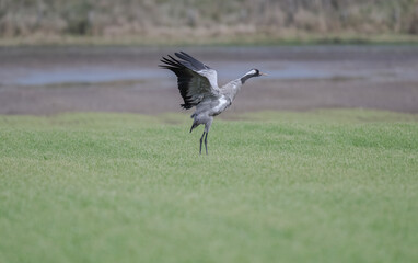 Common crane flapping its wings in a field © Digital Nature 
