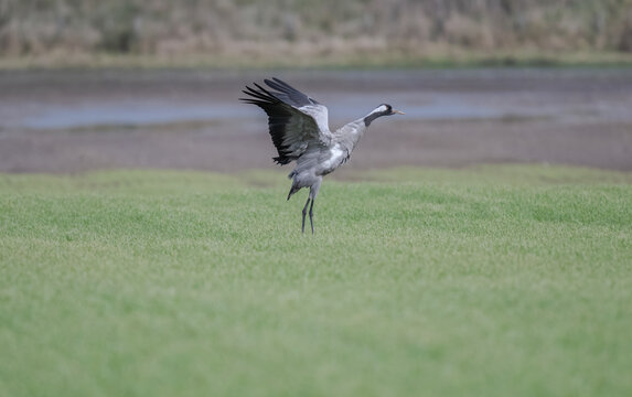 Common crane flapping its wings in a field