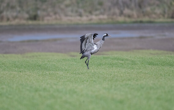 Common crane flapping its wings in a field