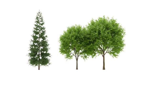 Isolated trees on white background, evergreen conifer and green deciduous foliage, botanical nature photo for design mockups PNG