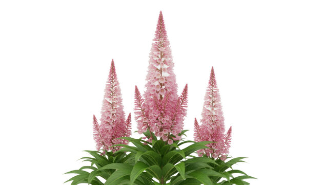 Pink astilbe flowers in bloom, lush green foliage plant, isolated botanical floral arrangement for garden design PNG