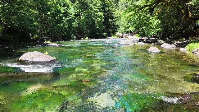 Fresh water flows down the Clackamas River in Northwestern Oregon, not far from Salem. Originating in the Mt. Hood National Forest, this beautiful 83-mile river is a tributary to the Willamette River.