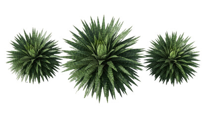 Obraz premium Tropical spiky plant top view, green foliage rosette on white background, isolated botanical overhead for design PNG