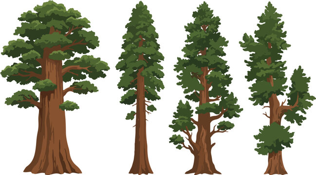 Realistic Giant Sequoia Tree Vector Isolated Evergreen Botanical Nature Illustration Collection