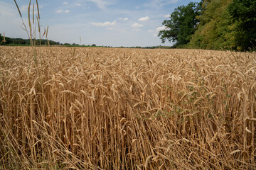 Naklejka premium Wheat field grows in bright sunlight under blue sky in rural area during summer months of the year