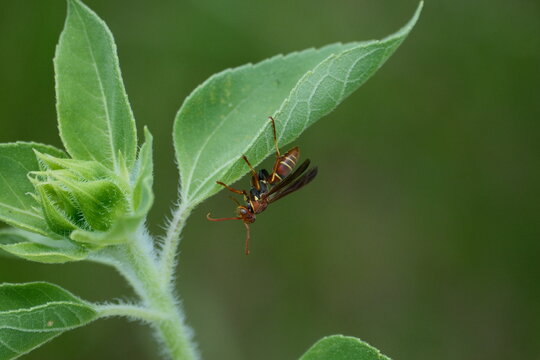 bug on leaf hanging on