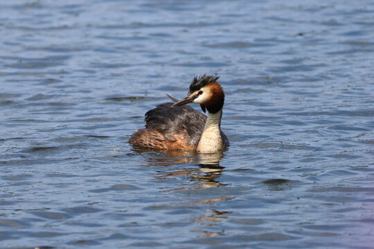 the great crested grebe (Podiceps cristatus)