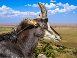 Portrait of Sable Antelope in Profile © Bulat