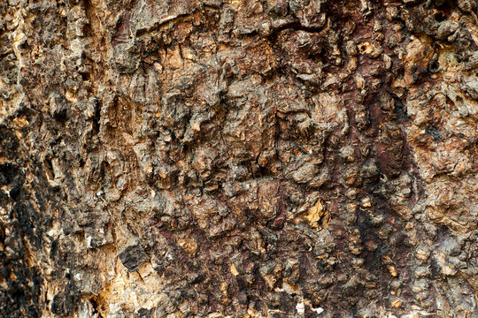 Detailed macro shot of a rough and weathered brown tree bark texture. The natural pattern shows deep ridges, cracks, and rustic organic details.