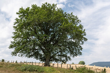 Large beech tree among pastures with bales of dry grass © Néstor MN