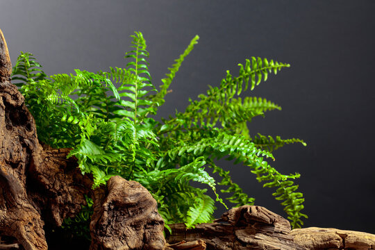 Green fern and old dry snag on a black background.