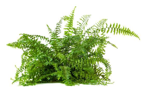 Lush green fern isolated on a white background.