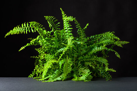Green fern on a black background.