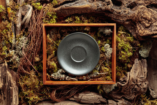 Abstract natural composition featuring lichen, moss, and dry snags.