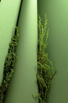 Juniper branches on a green background.