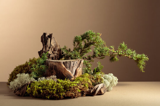 Composition with natural wood, moss and juniper branches.