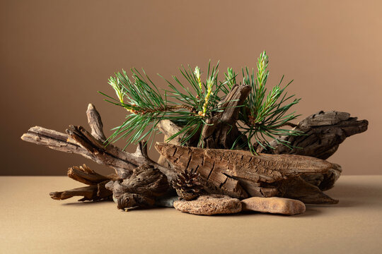 Abstract nature scene with a composition of pine branches, stones, and dry snags.
