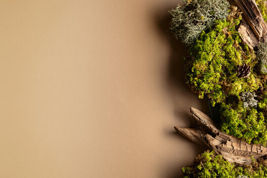 Abstract north nature scene with a composition of lichen, moss, and old snags on a beige background.