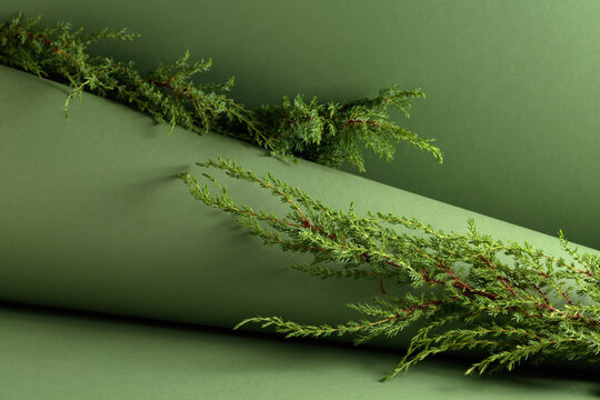 Juniper branches on a green background.