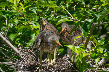 Three green heron chicks in the nest © Lester