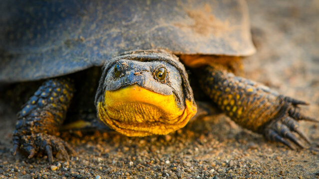 Rare Blanding's turtle portrait closeup. 