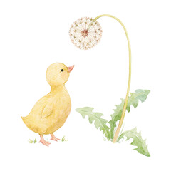Cute Baby Duckling Looking at a Dandelion Watercolor Nursery Illustration © Zenina-Lembrik