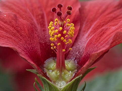 Hibiscus Floral Nectary