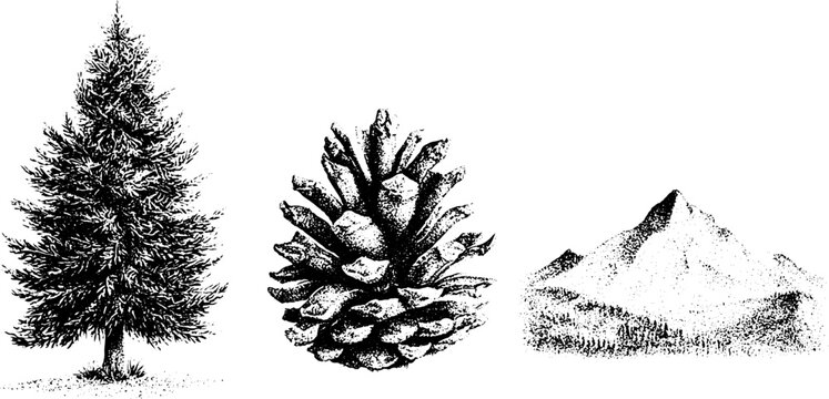 Detailed stipple pine tree pinecone and mountain botanical engraving in black and white for nature background and vintage scientific drawing elements