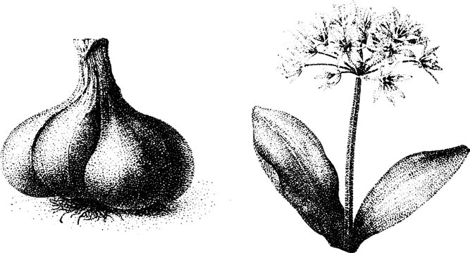 Black and white stipple drawing of garlic bulb and wild garlic ramsons for herbal label background and botanical study reference