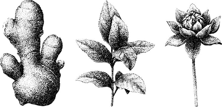 Ginger root plant and flower black and white stippling botanical drawing set for herbal label background poster and packaging design