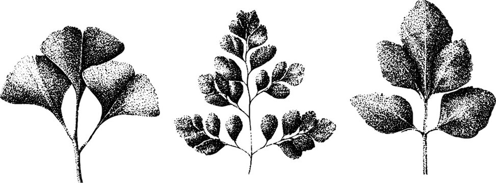 Ginkgo maidenhair and temple tree leaf trio black and white stippling botanical drawing set for background poster label and natural history design