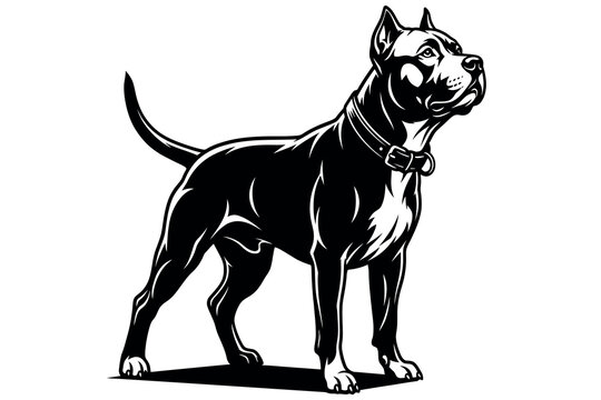 Pitbull dog silhouette with collar and buckle a monochromatic vector illustration on a white background pit bull american terrier