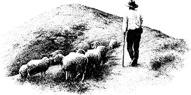 Black and white stippling drawing of a herder standing with a staff as sheep graze on a hill slope for editorial layout and rustic background design