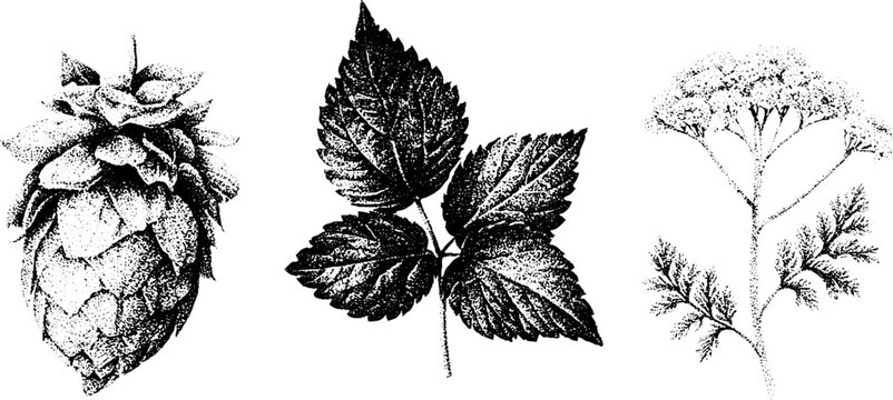 Botanical stippled black and white illustration of hops nettle and yarrow for botanical label design background and herbal packaging