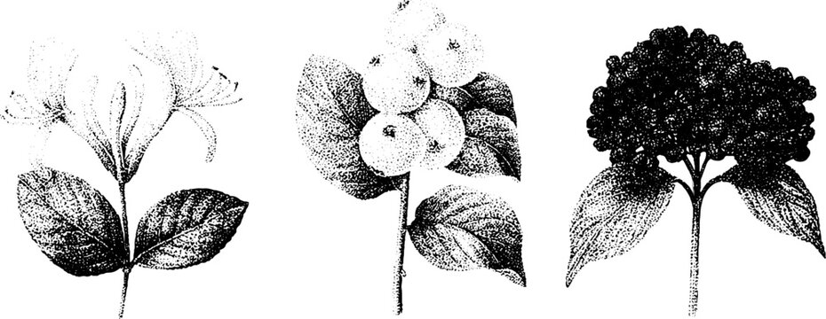 Trio of stippled botanical stems featuring honeysuckle snowberry and viburnum in black and white for floral label and pattern design