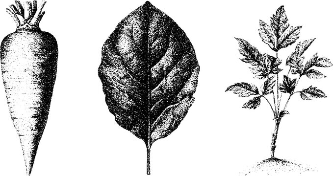 Horseradish root leaf and young plant botanical study in black and white stippling for educational poster and herbal reference