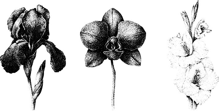 Stippled black and white botanical art showing iris orchid and gladiolus study for background and print