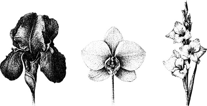 Stippled black and white botanical art of iris orchid and gladiolus floral trio for background and layout