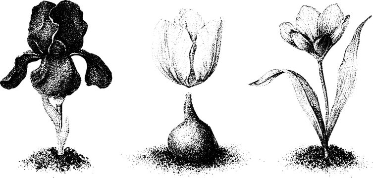 Stippled black and white botanical art of iris with bulb and rhizome study for background and botanical design