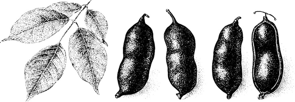 Detailed stippled kentucky coffee tree leaves and pod series botanical engraving for educational labels and study background