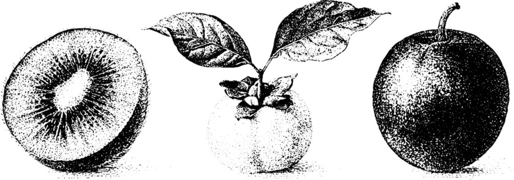 Stippled kiwi feijoa and tamarillo fruit trio with leaves botanical engraving for food label background and botanical study