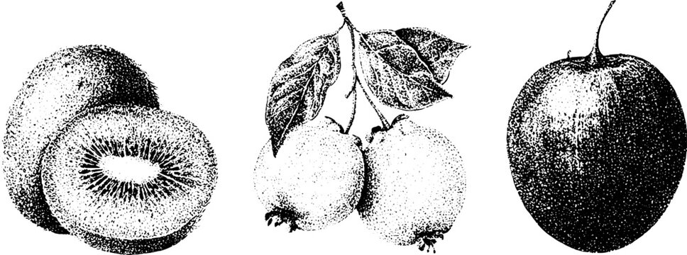 Black and white stippling illustration of kiwi feijoa and tamarillo fruits for botanical background and label design