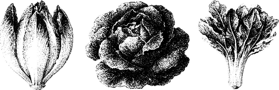 Vintage botanical lettuce endive and chicory black and white stipple illustrations of heads and leaves for culinary packaging and menu design