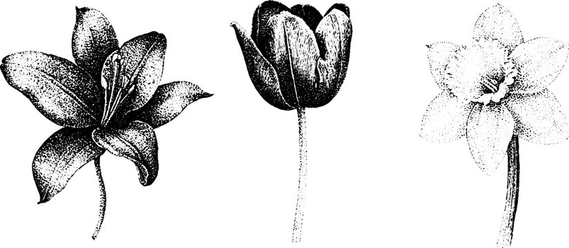 Detailed stipple botanical trio of lily, tulip and daffodil in black and white for vintage labels and print backgrounds
