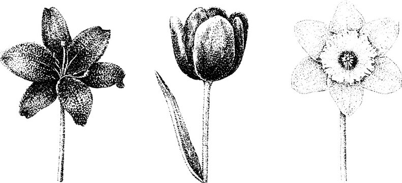 Stippled black and white botanical illustration of lily, tulip and daffodil for labels prints and background design