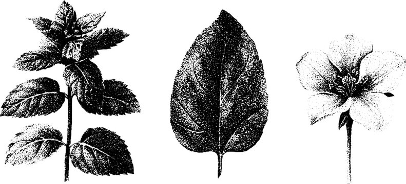 Black and white stippling botanical drawing of mint leaf flower and stem for botanical labels packaging and vintage print design