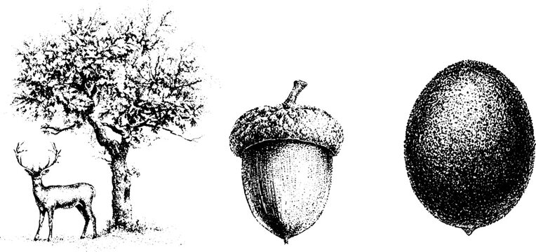 Oak tree acorn seed stippling artwork in black and white for forest background and packaging label design